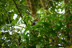 Accipiter bicolor