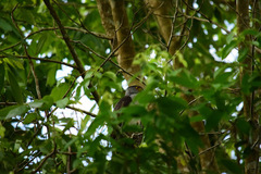 Accipiter bicolor