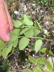 Robinia hispida