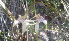 Caladenia splendens