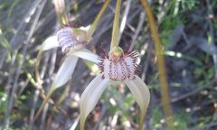 Caladenia splendens