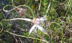 Caladenia splendens
