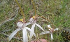 Caladenia splendens