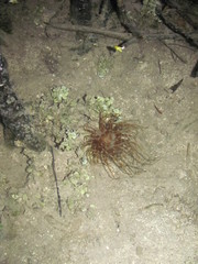 Image of Isarachnanthus nocturnus