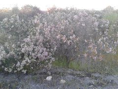 Chamelaucium uncinatum