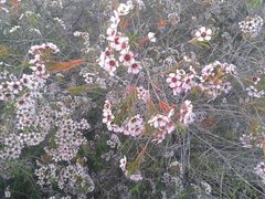 Chamelaucium uncinatum