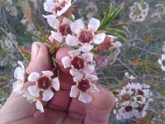 Chamelaucium uncinatum