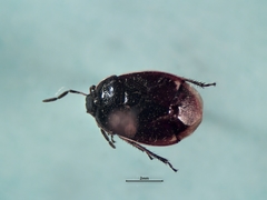 Sehirus cinctus albonotatus