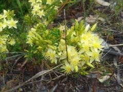 Calytrix flavescens