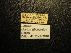 Sehirus cinctus albonotatus