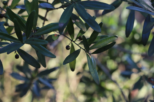 Image of Euclea schimperi by (c) Suvarna Parbhoo Mohan, some rights reserved (CC BY-SA)