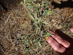 Mentzelia montana