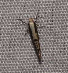 Argyresthia conjugella