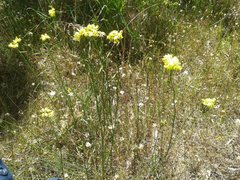 Glischrocaryon aureum