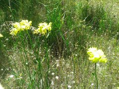 Glischrocaryon aureum