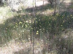 Glischrocaryon aureum