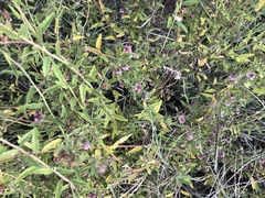 Hermannia glanduligera