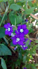 Legousia speculum-veneris