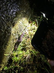 Hynobius arisanensis