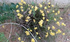 Conostylis candicans