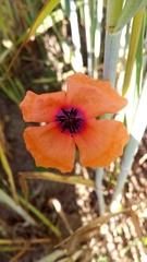 Papaver apulum