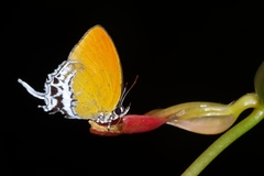 Eooxylides tharis distanti