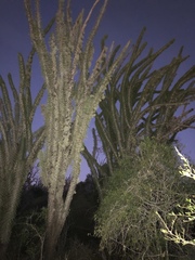 Didierea madagascariensis