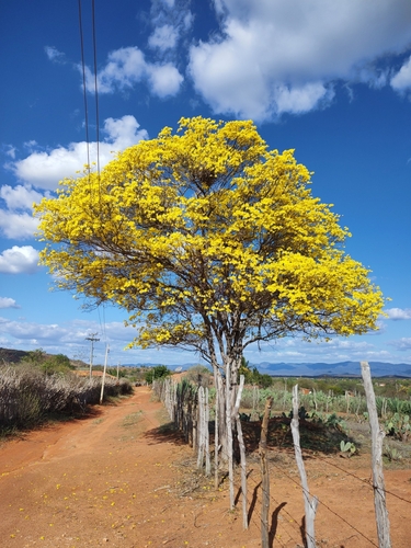 Handroanthus spongiosus (Rizzini) S.O.Grose