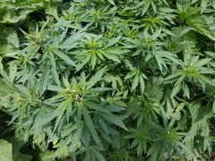 Cannabis sativa spontanea