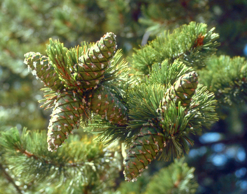 limber pine