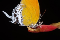 Eooxylides tharis distanti