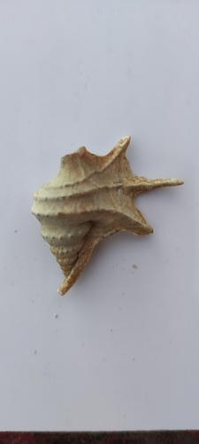 Aporrhais serresiana observed 2024-07-12