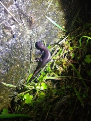 Hynobius arisanensis