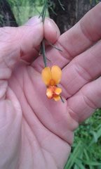 Jacksonia furcellata