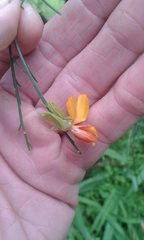 Jacksonia furcellata