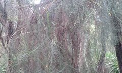 Jacksonia furcellata