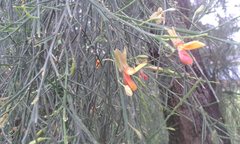 Jacksonia furcellata