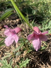 Dicerocaryum senecioides