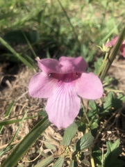 Dicerocaryum senecioides