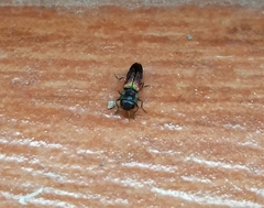 Agrilaxia