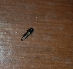 Agrilaxia