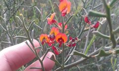 Daviesia physodes