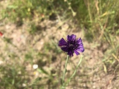 Centaurea cyanus