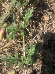 Dicerocaryum senecioides