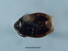 Sehirus cinctus cinctus