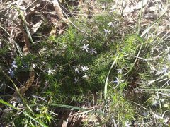 Calectasia narragara