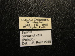 Sehirus cinctus cinctus