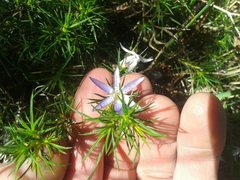 Calectasia narragara