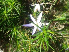 Calectasia narragara