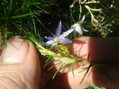 Calectasia narragara